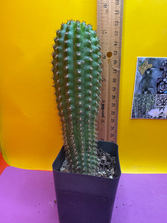 Trichocereus Brevispinulosus happy in a pot !