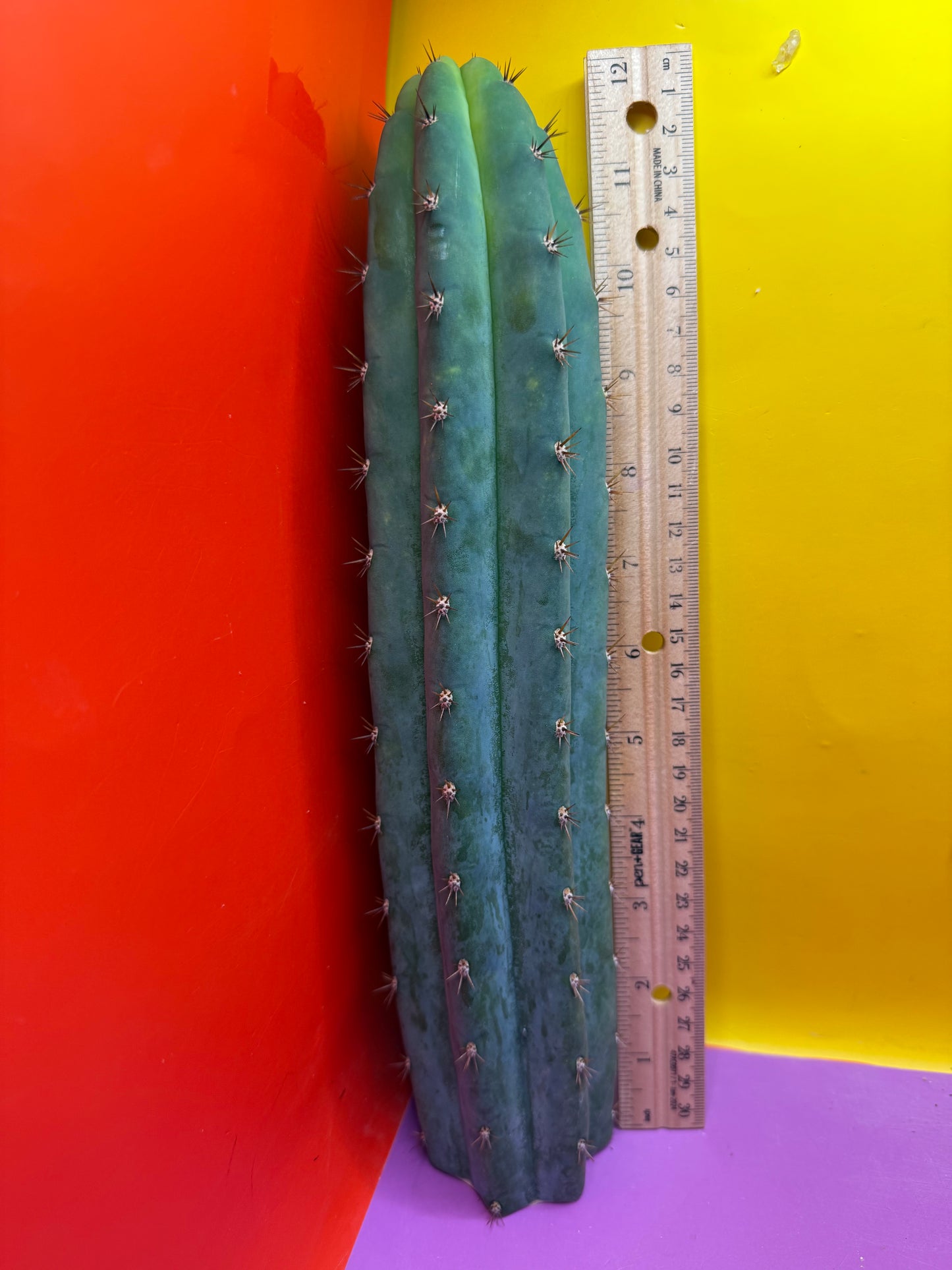 ⭐️SUNDAY SALE ! ⭐️Trichocereus peruvianus !