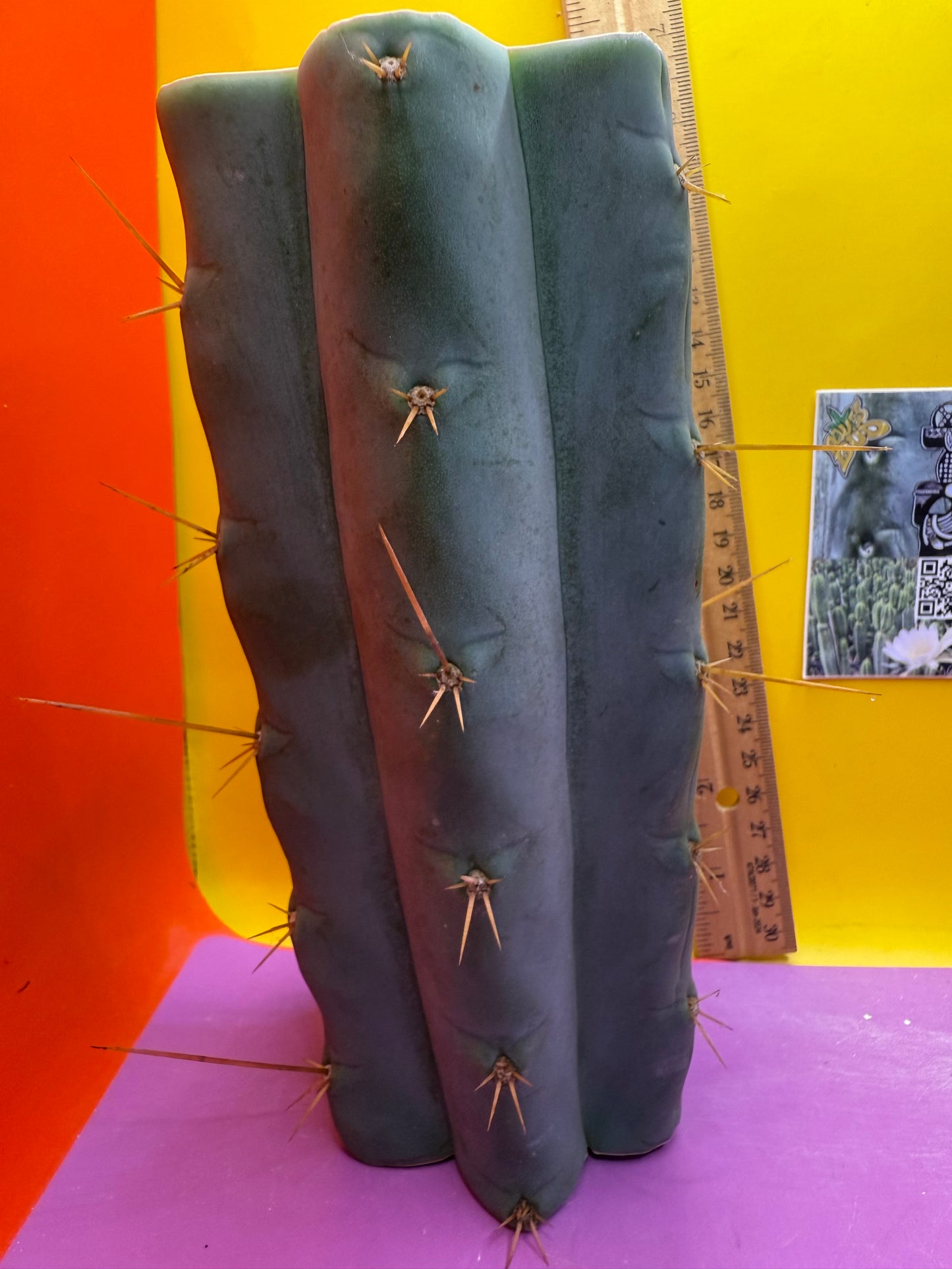 Trichocereus Bridgesii hybrid !