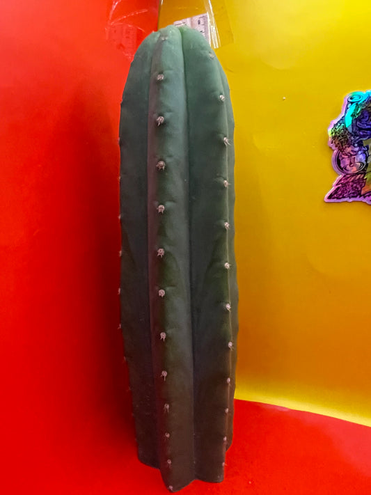 Cahuilla cactus