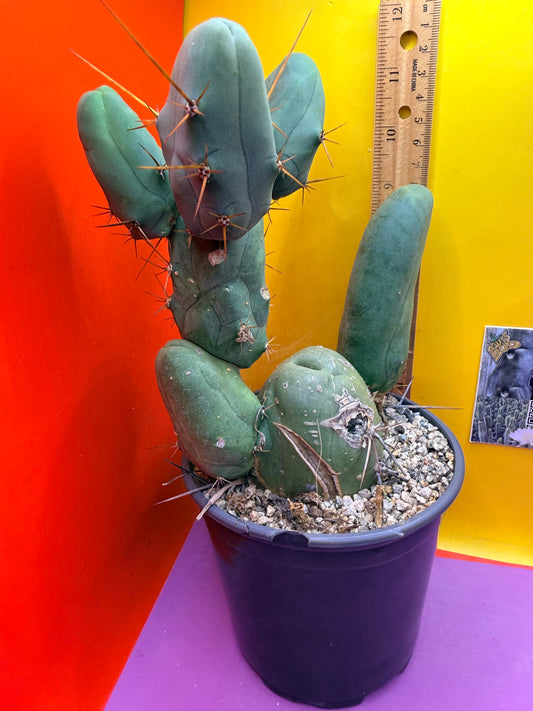 HUGE MAIN SECTION ! Strong thick TBM Stand