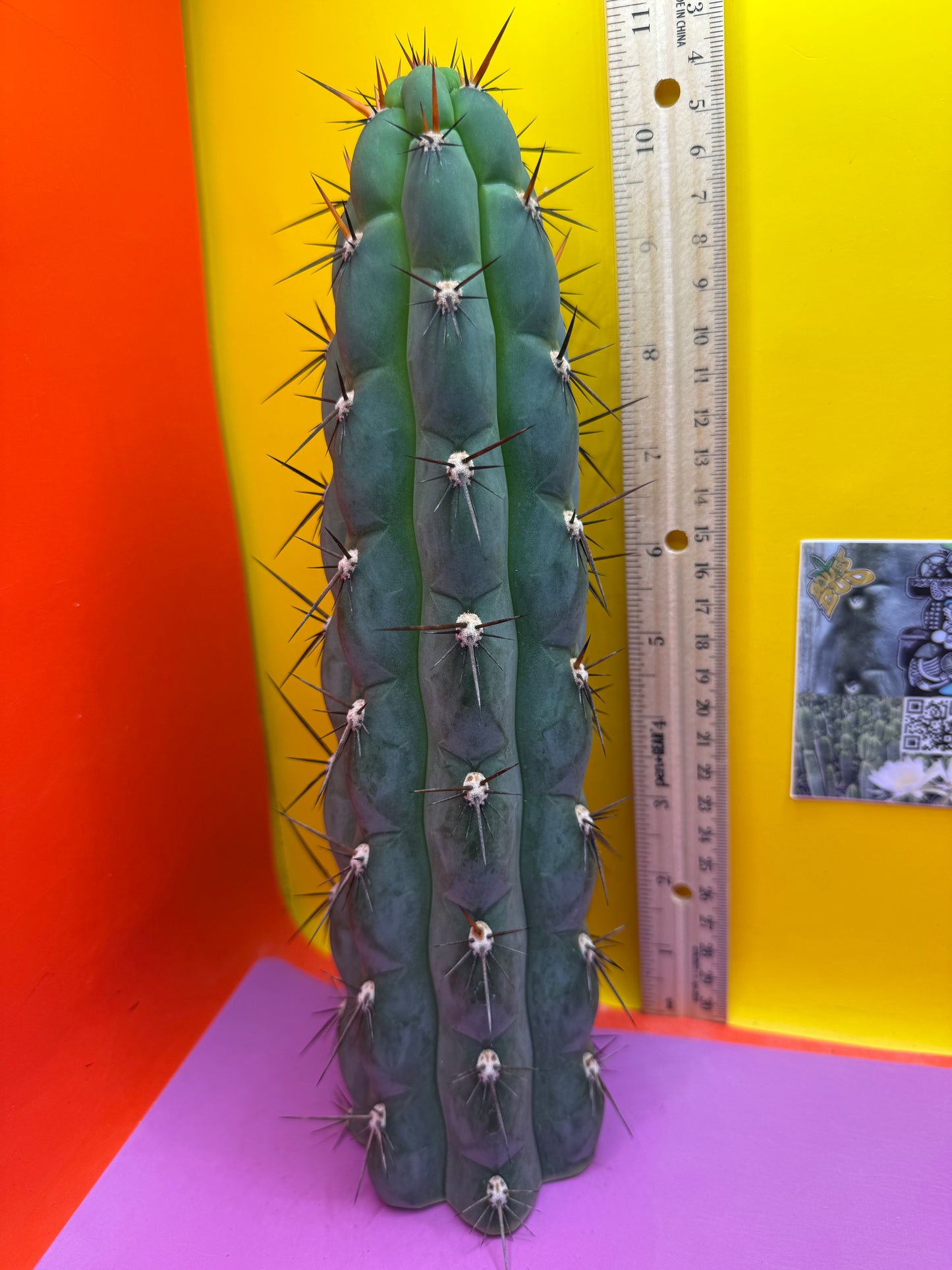 CHALA - trichocereus , San Pedro Cactus Cultivar