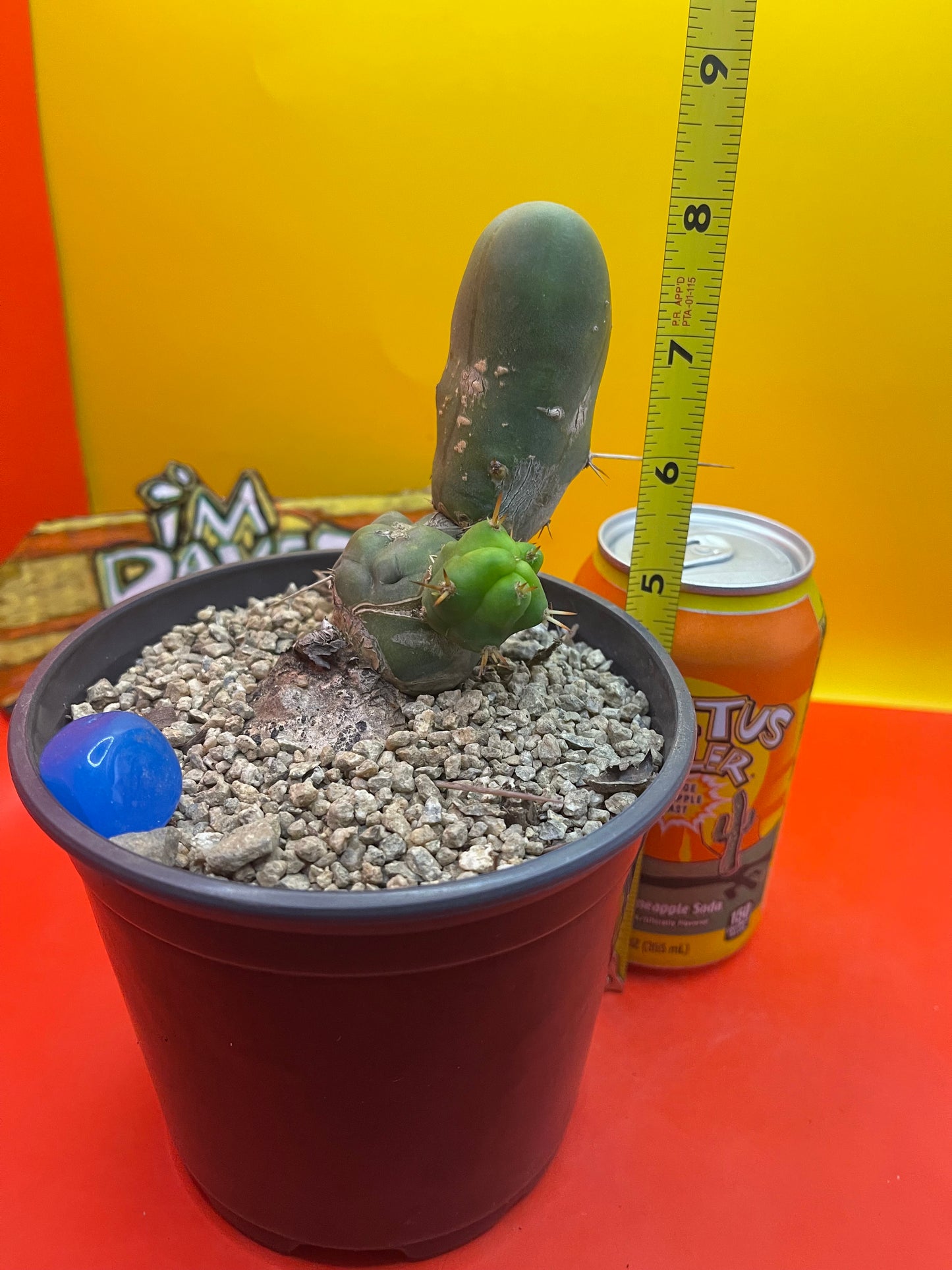 Tbm cactus