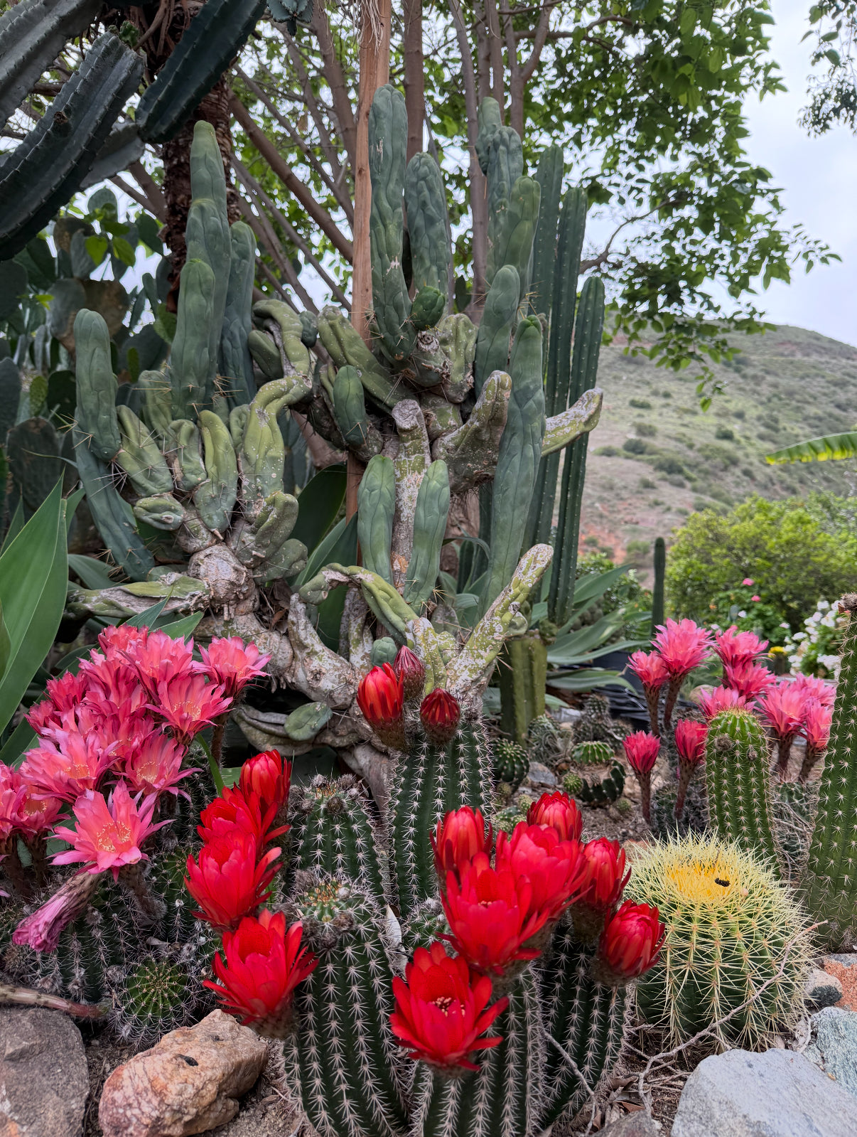 Red Lobivia purpureominiata seeds .
