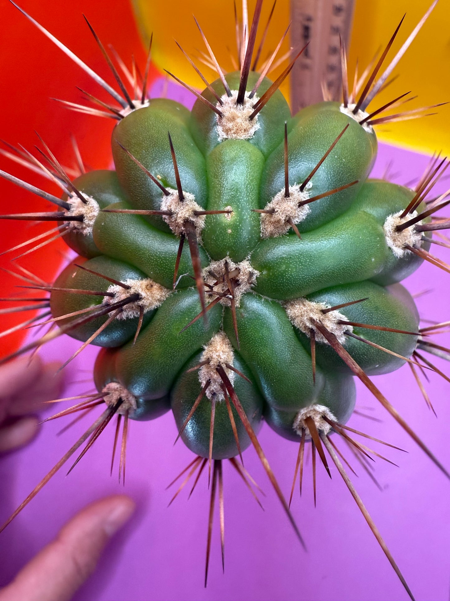 Trichocereus Tacaquirensis 🌶️🌶️