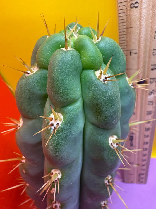 Ss03 cactus cutting