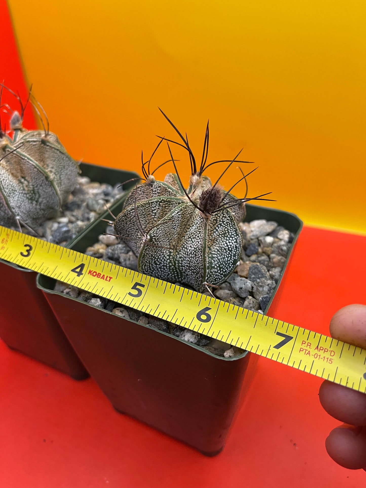 Astrophytum ornatum with flower buds