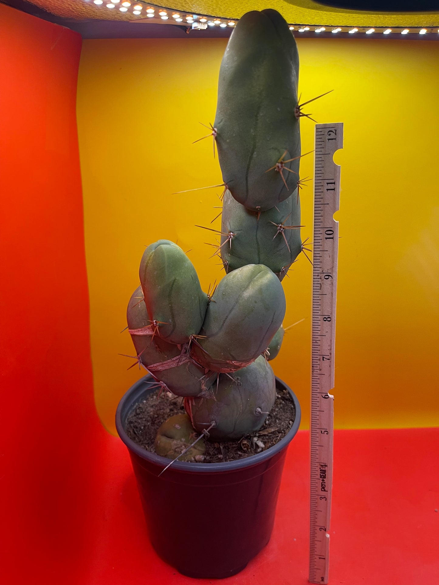 EXTRA LARGE TBM-b cactus in pot