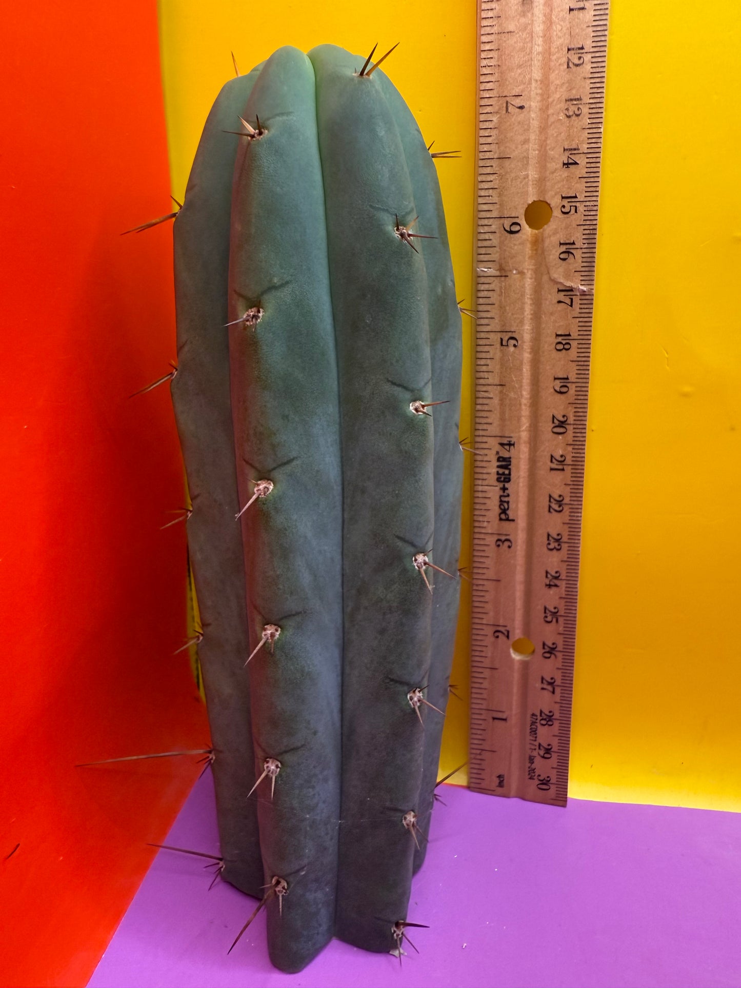YOWIE X WOWIE !! Trichocereus Hybrid cactus cutting for sale