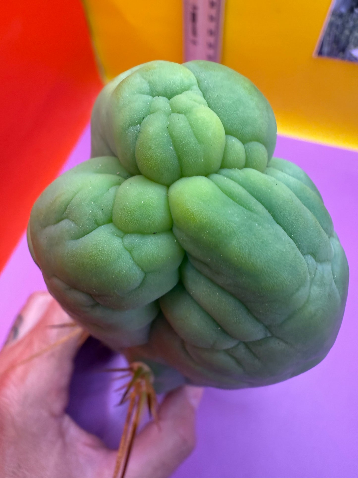 Big Thic Bruce’s Dragon 🐉