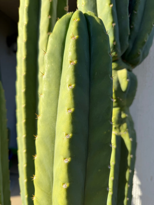SAN Pedro Cactus Seeds - 100 !