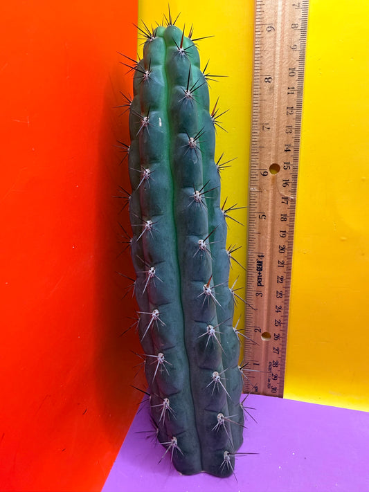 TRICHOCEREUS CHALA !