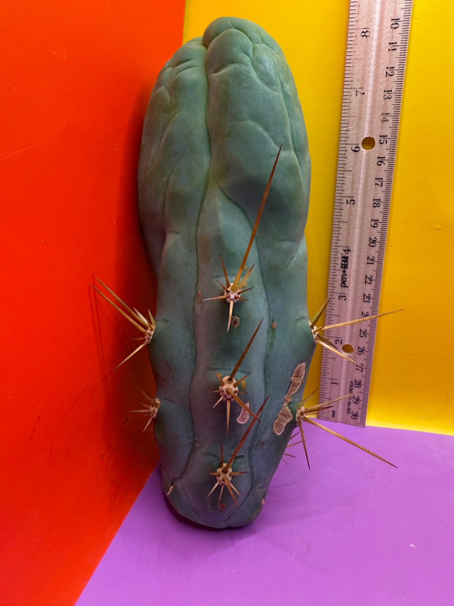 Big Thic Bruce’s Dragon 🐉