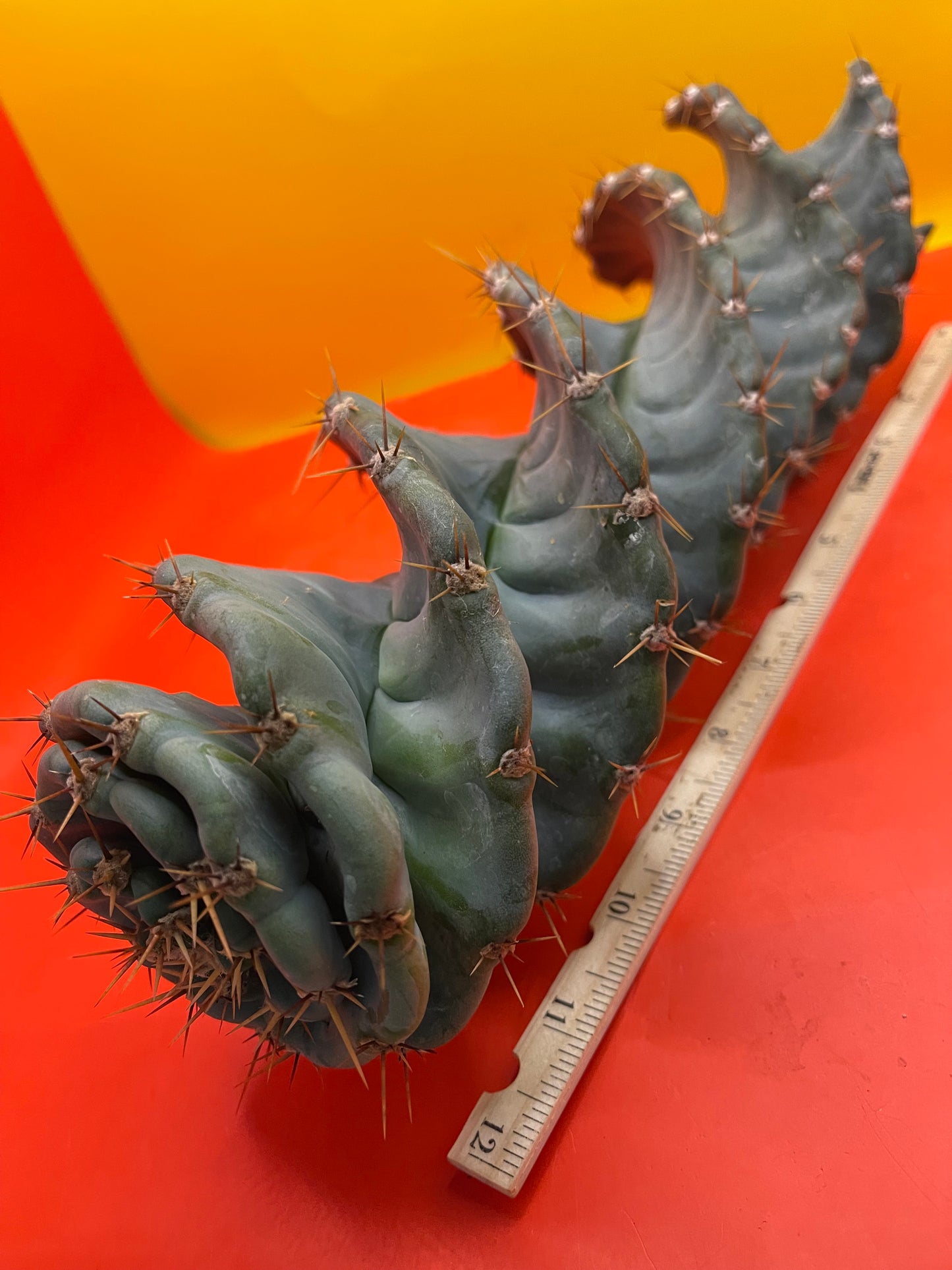 FAT Spiral Cactus !Over 4” thick - Foot long