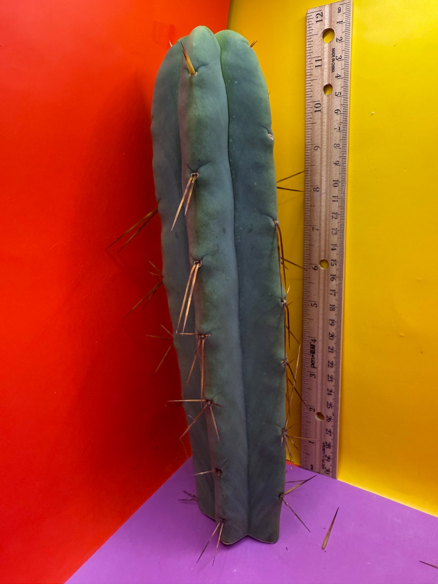 “LMA” bridgesii