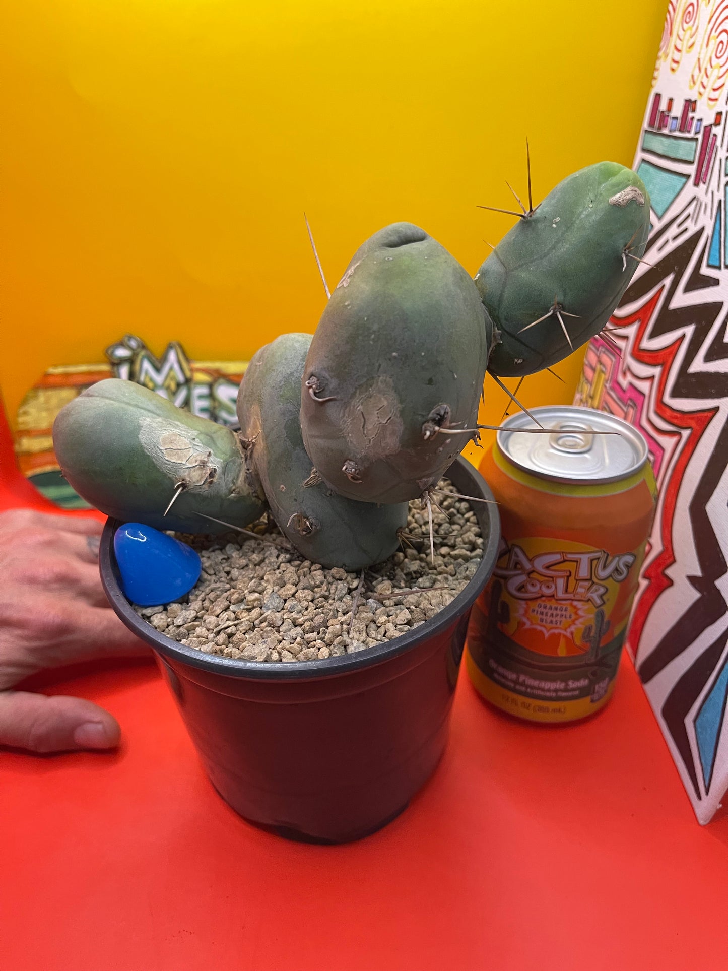 Tbm cactus