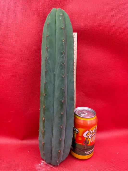 Cahuilla -this exact cut- 14” tall and FAT !!
