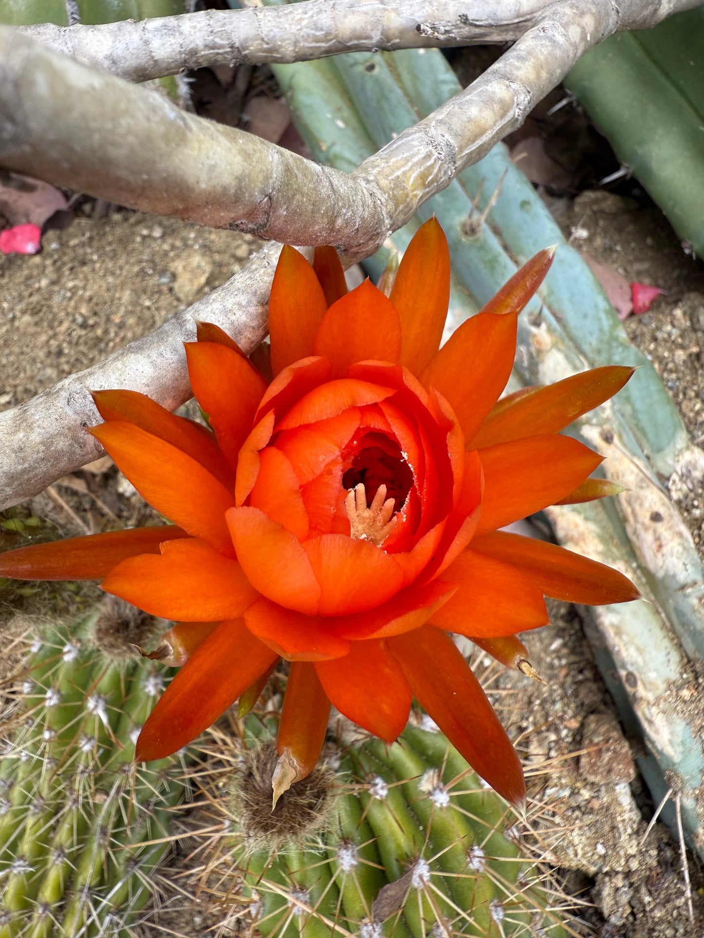 Trichocereus Huascha “Pala peach” o.p. seeds