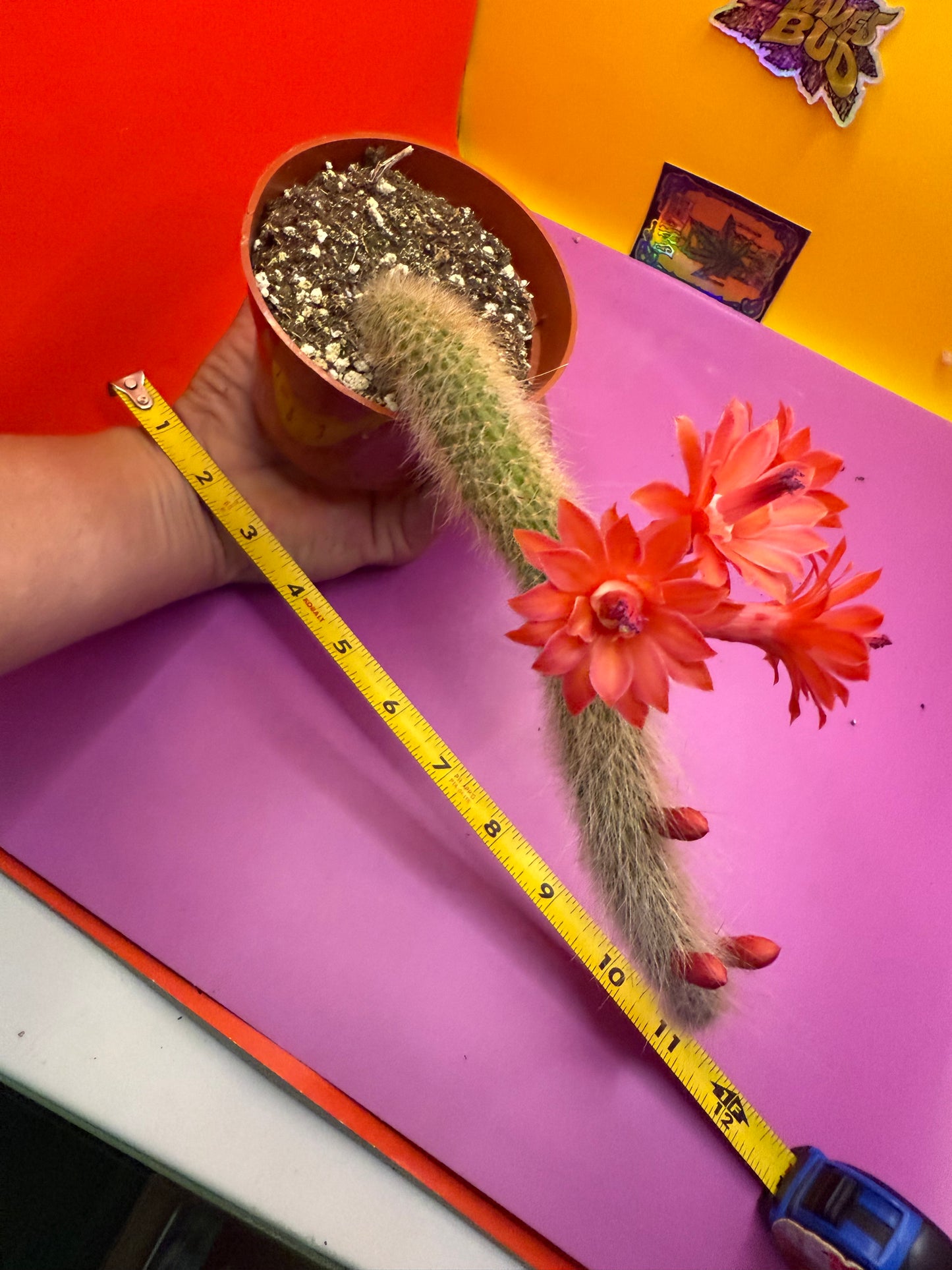 Monkey tail cactus !!