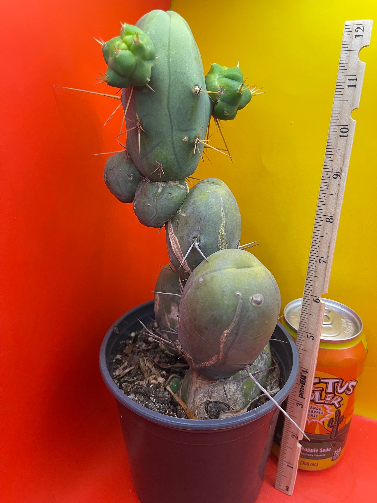 TBM !!! Potted cactus