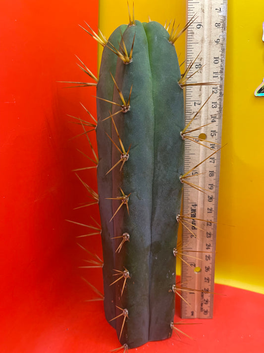 SON OF RON bridgesii