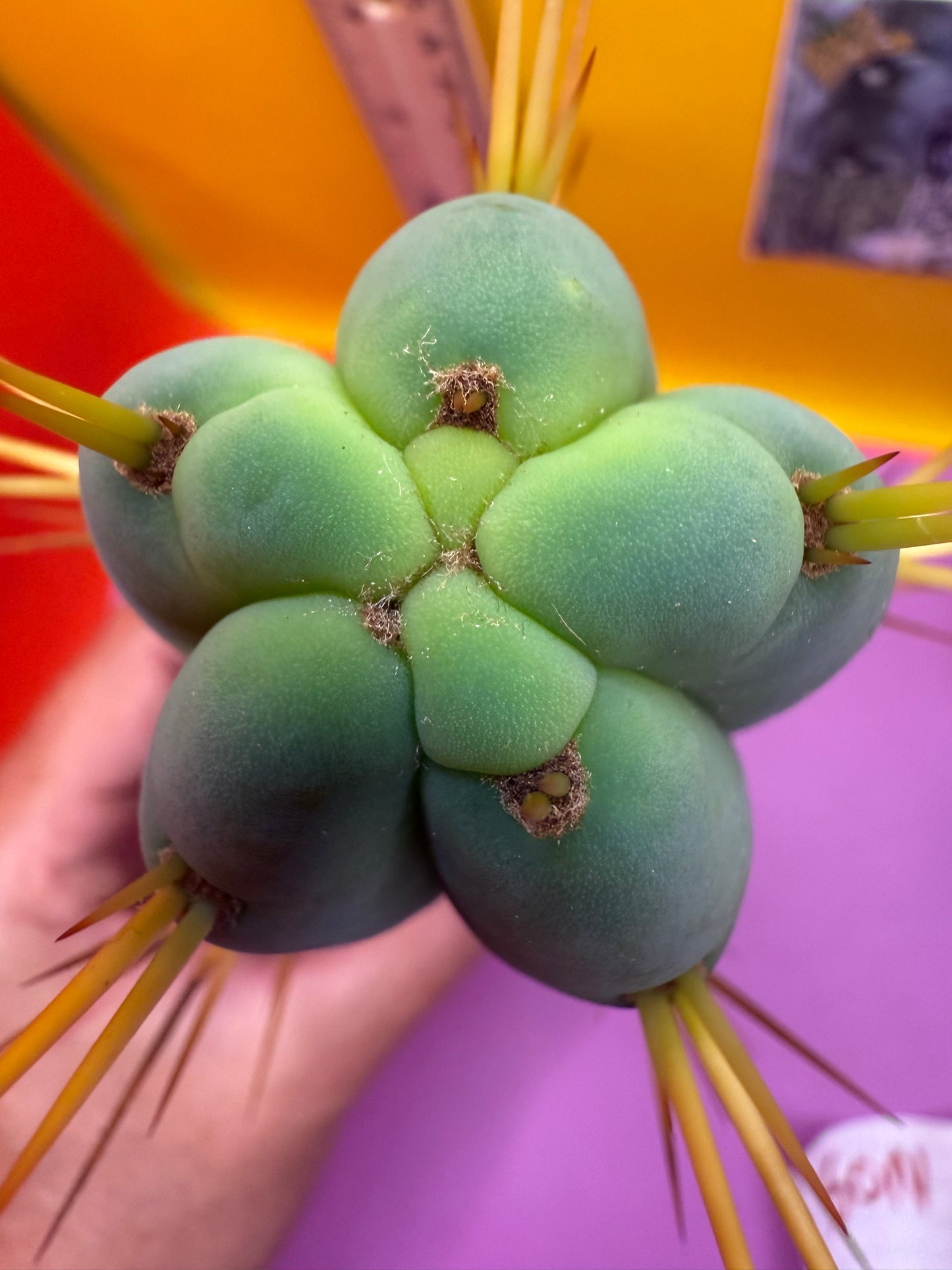 “Son of Ron” flawless tip cutting