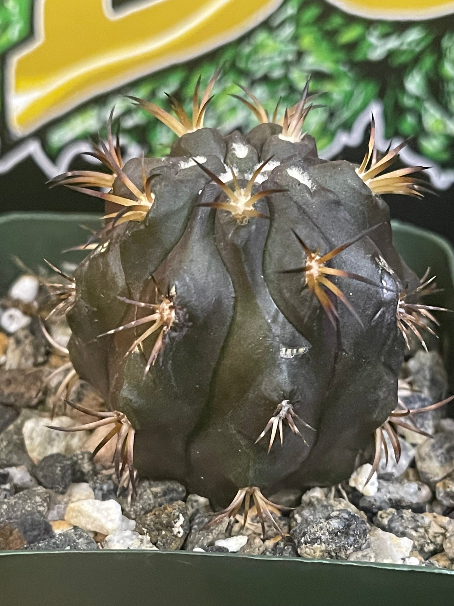 Copiapoa Dura