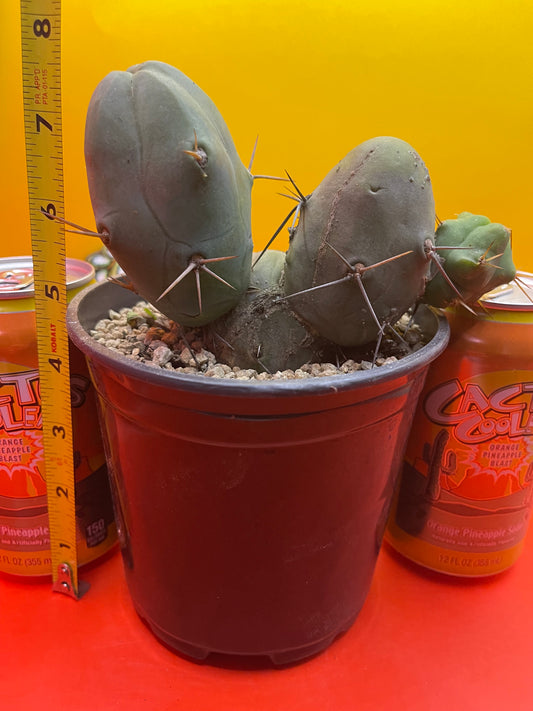 Tbm cactus