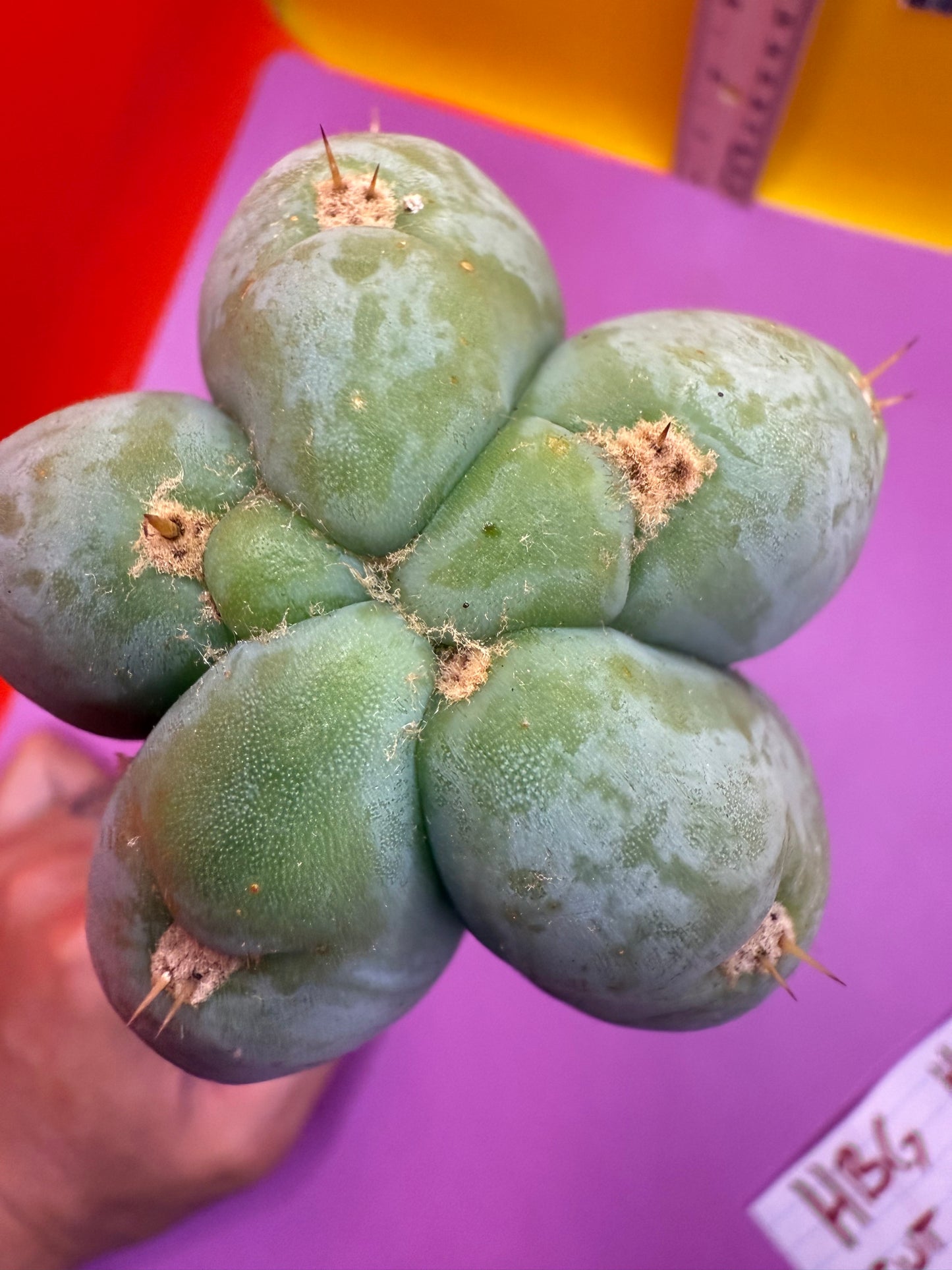 HBG 18568 Trichocereus huanucoensis