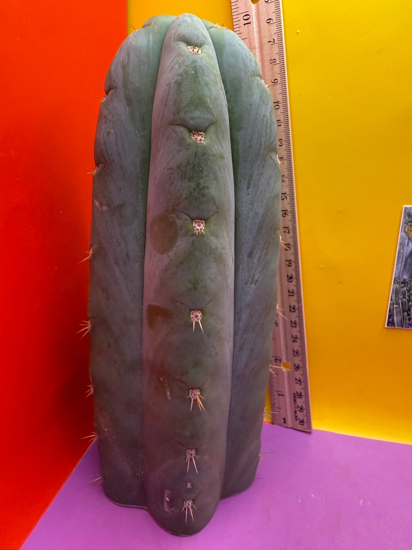 HBG 18568 Trichocereus huanucoensis
