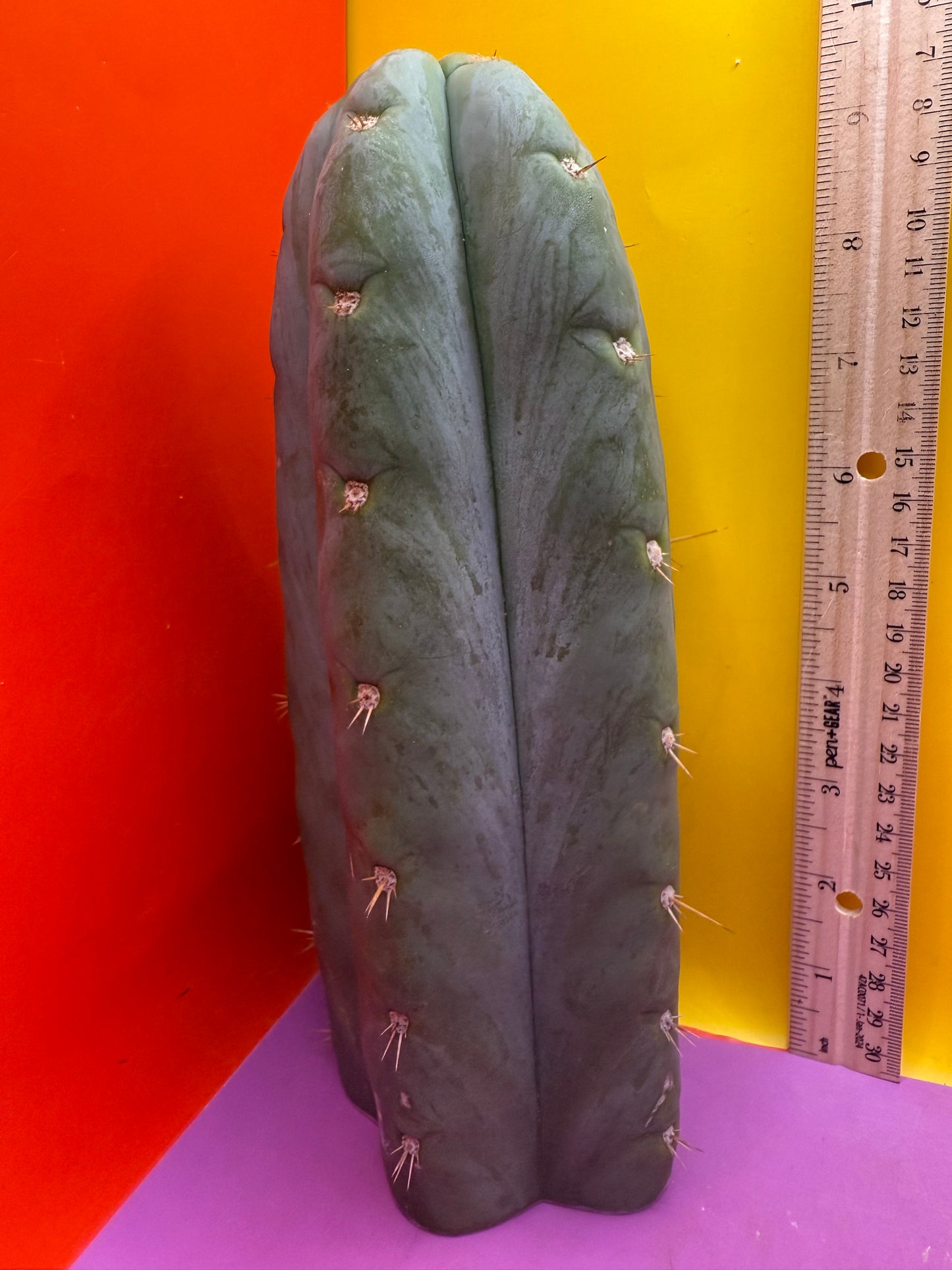 HBG 18568 Trichocereus huanucoensis
