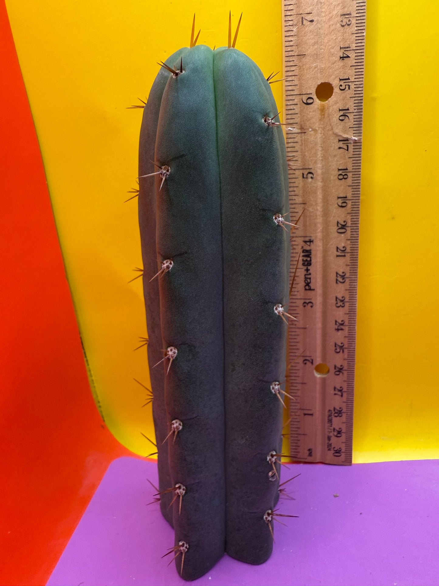 YOWIE X WOWIE !! Trichocereus Hybrid cactus cutting for sale
