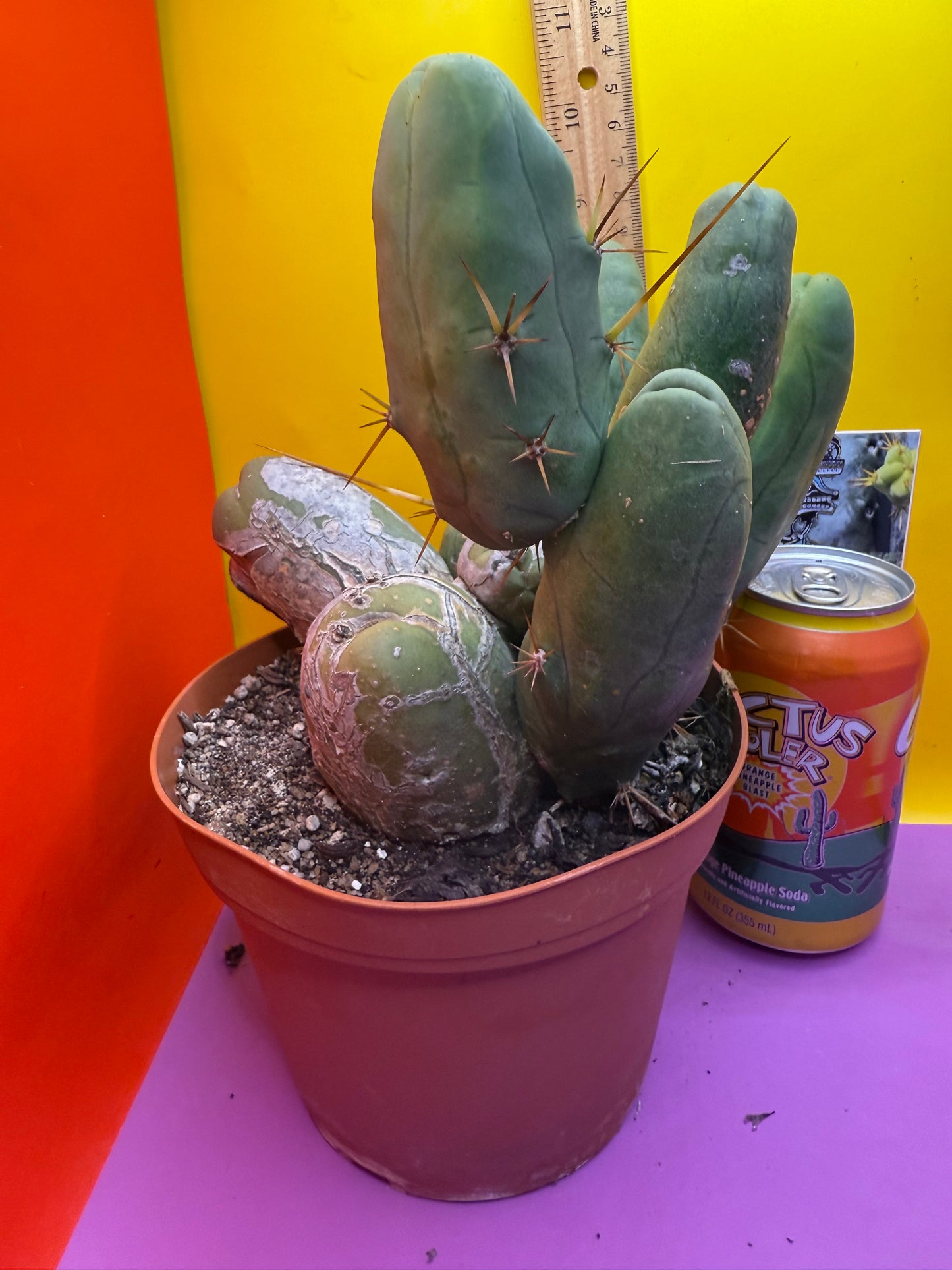 BIG OLE’ TBM stand ! The biggest available this week !