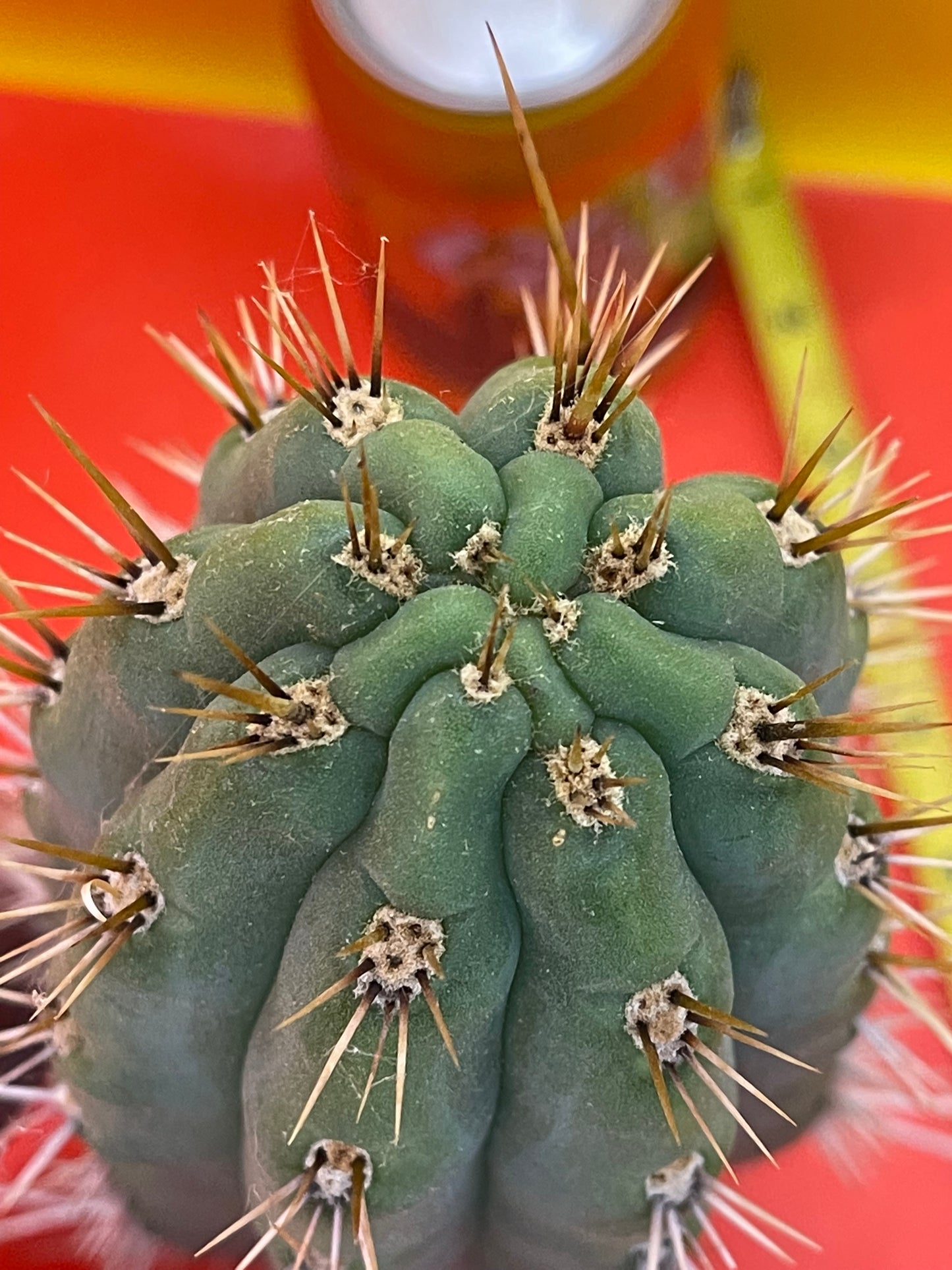 “LINDA” - Trichocereus puquiensis