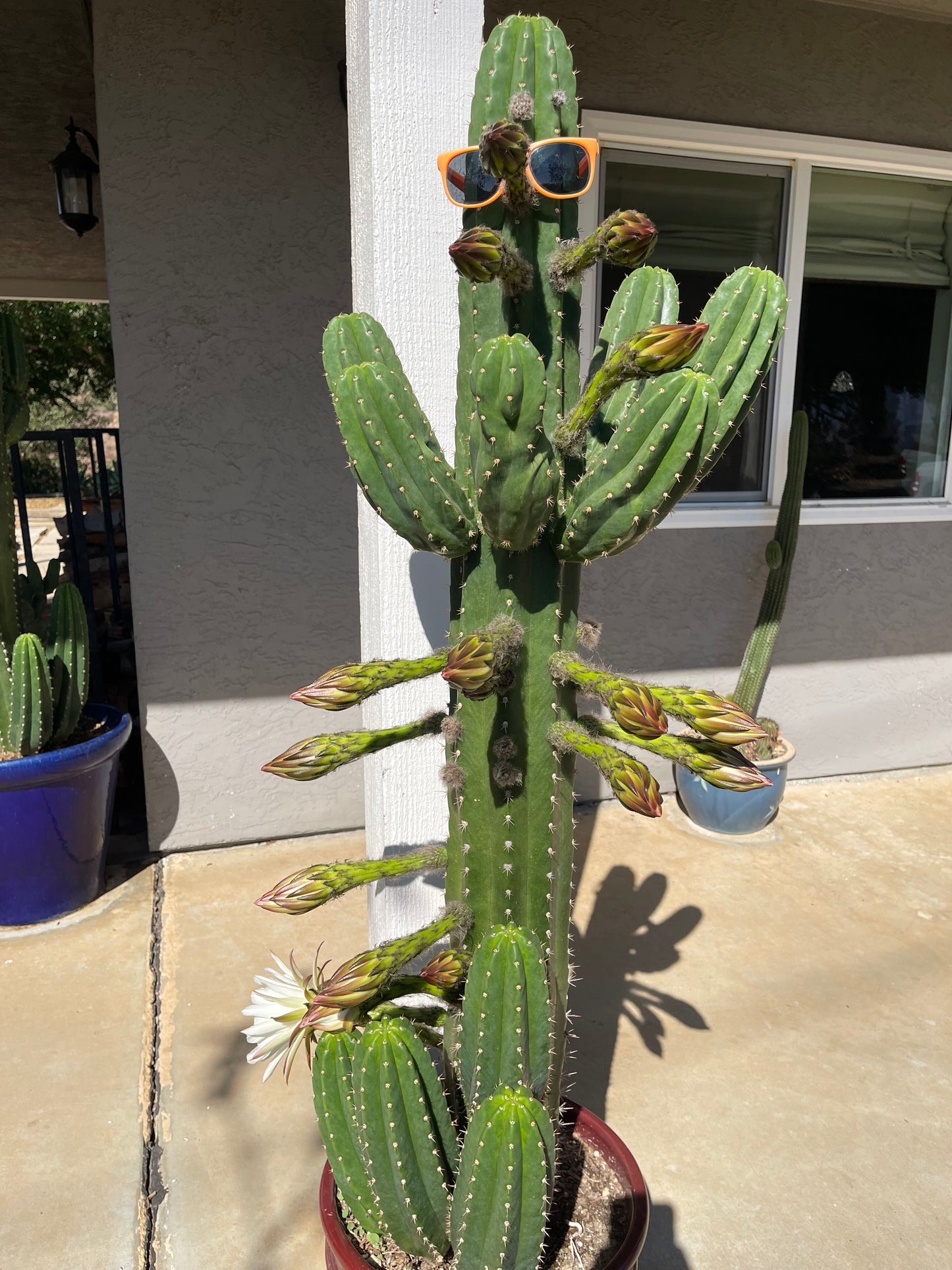 CACTO HEBRIDO cactus cutting ! The second Picture  shows cutting for sale