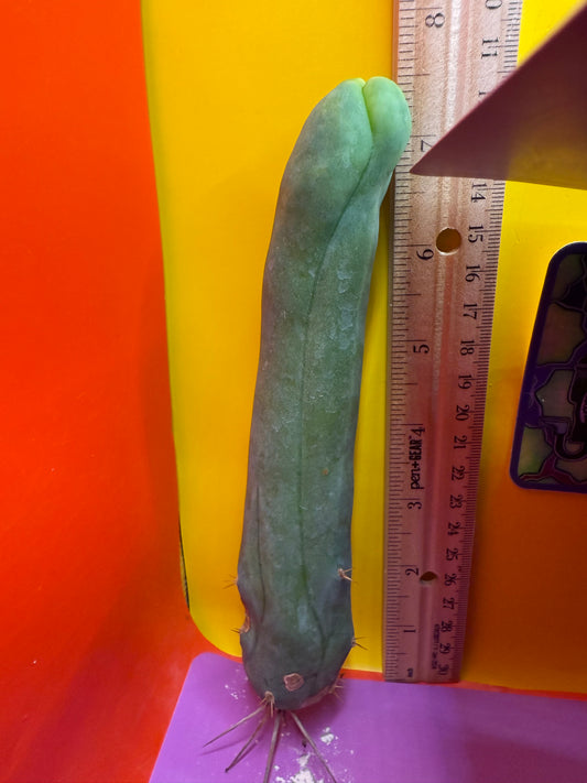 TBM-A LONG FORM CACTUS