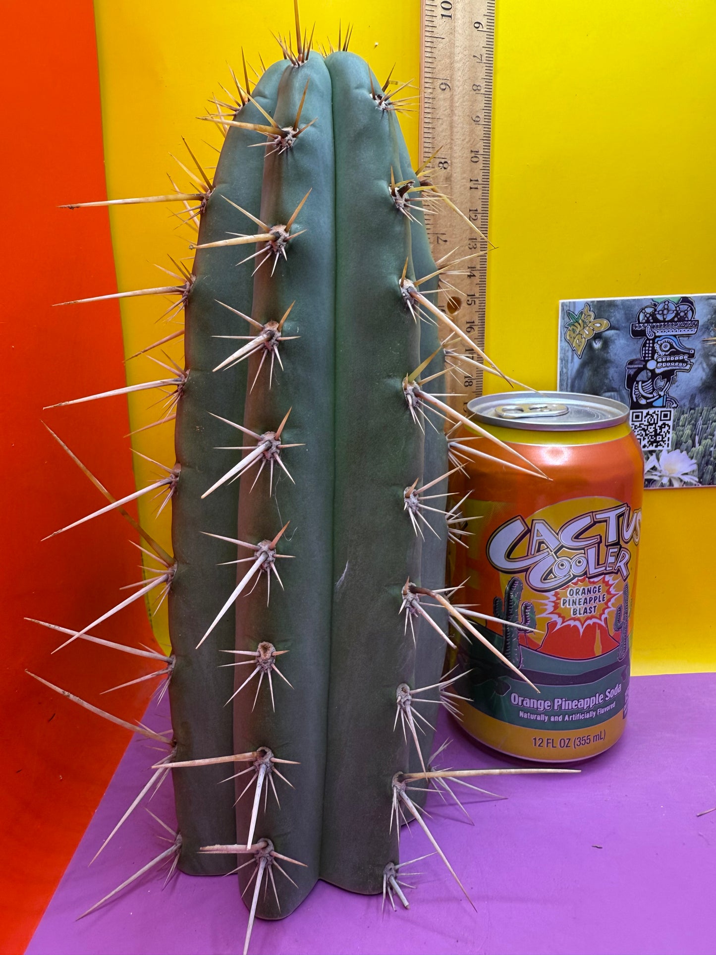 Trichocereus Puquiensis - cv “Linda”