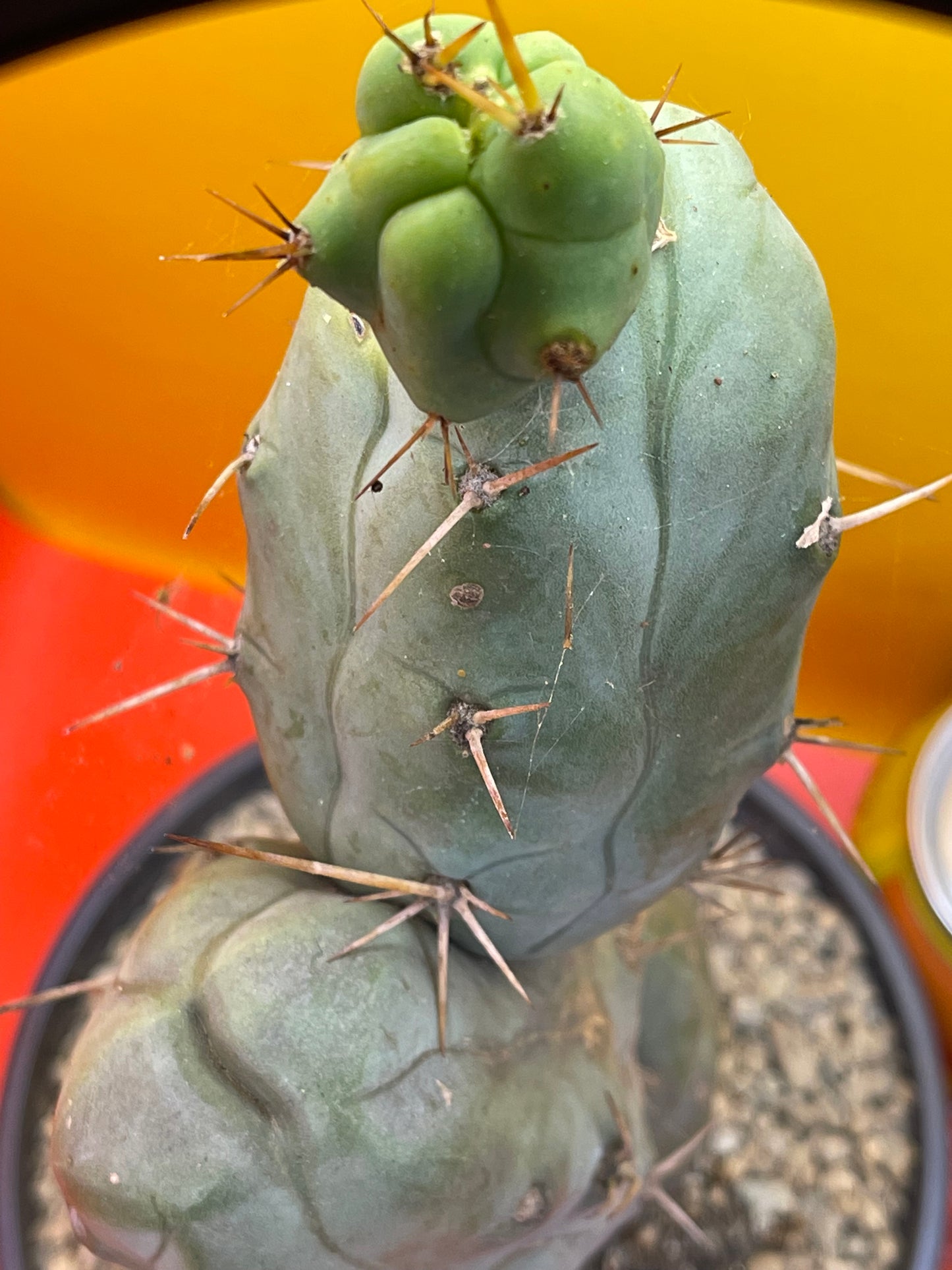 TRICHOCEREUS BRIDGESii MONSTROSE