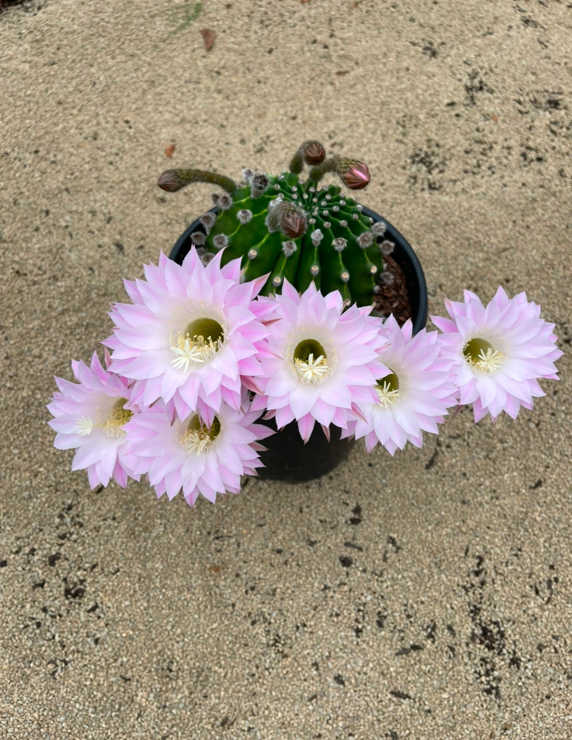 Echinopsis pups !