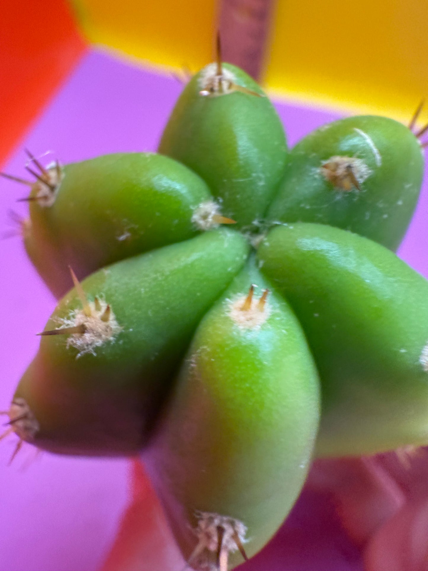 Banana San Pedro Cactus !