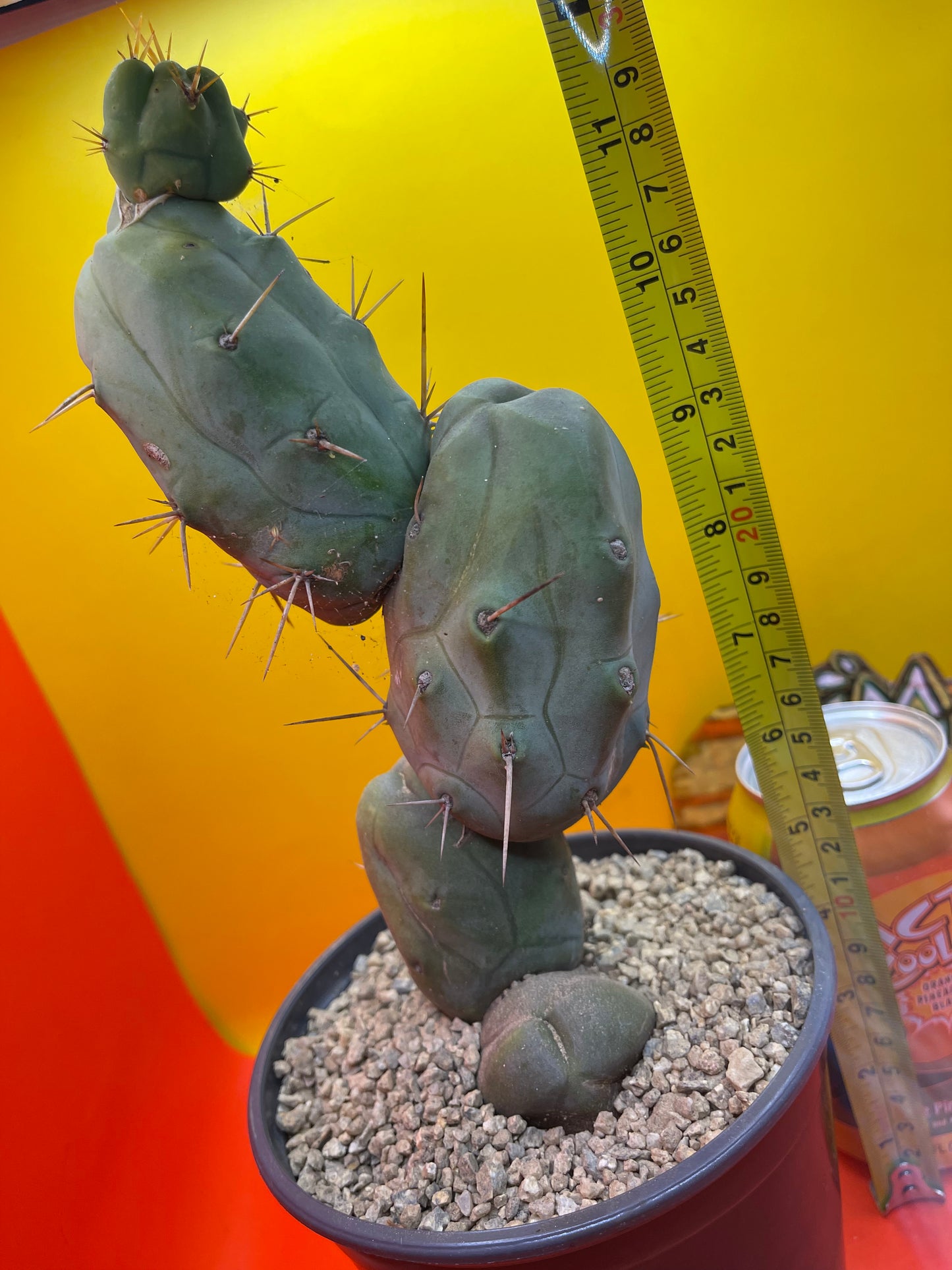 TRICHOCEREUS BRIDGESii MONSTROSE