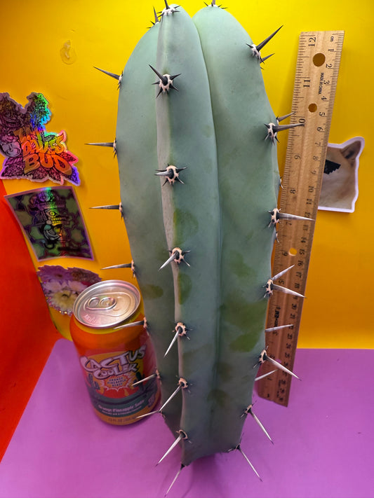 Myrtillocactus geometrizans