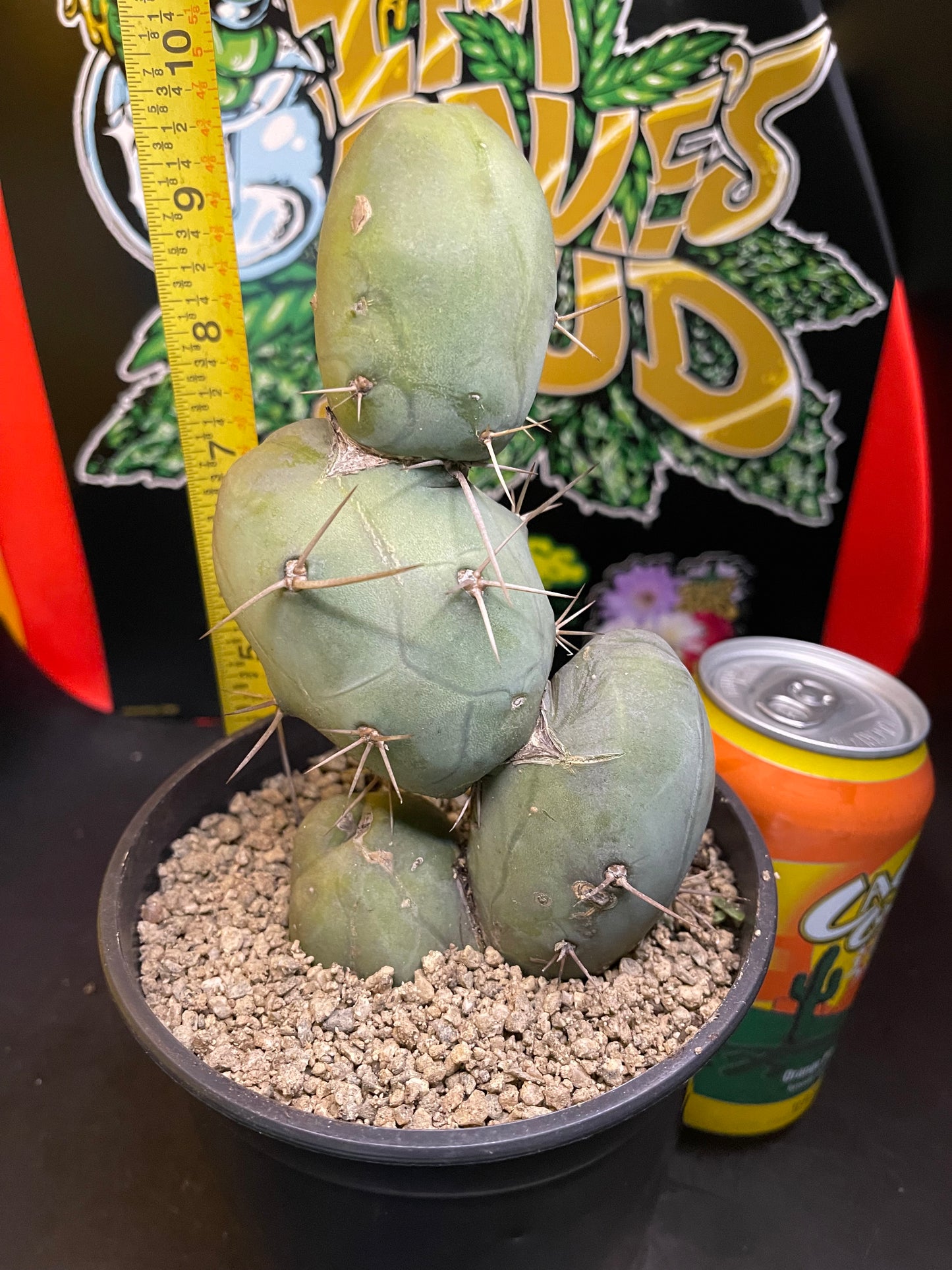 PENISCACTUS !!