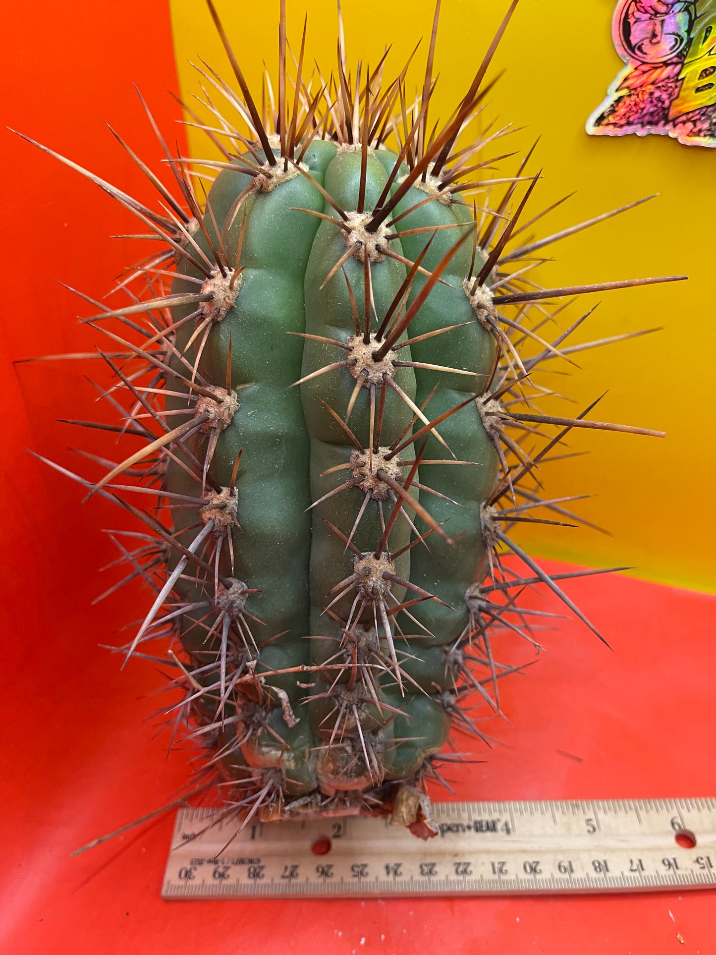 Trichocereus Tacaquirensis