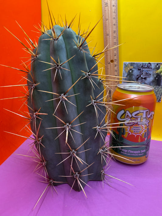 HUGE “SWAMP THING” 3.5”inches thick trichocereus Cultivar !! Super thick