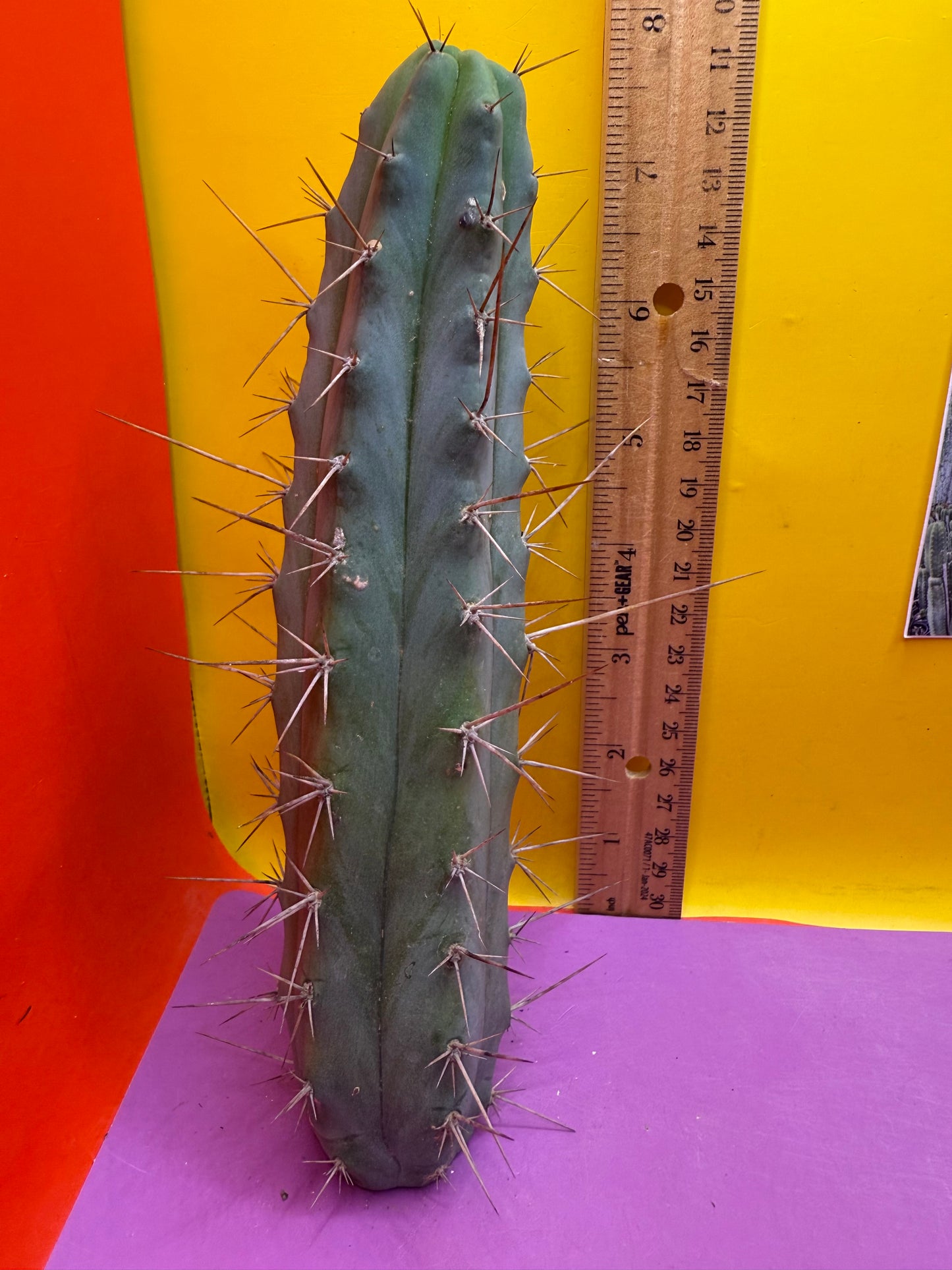 “MINI ME” trichocereus bridgesii