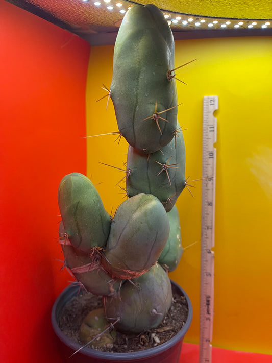 EXTRA LARGE TBM-b cactus in pot