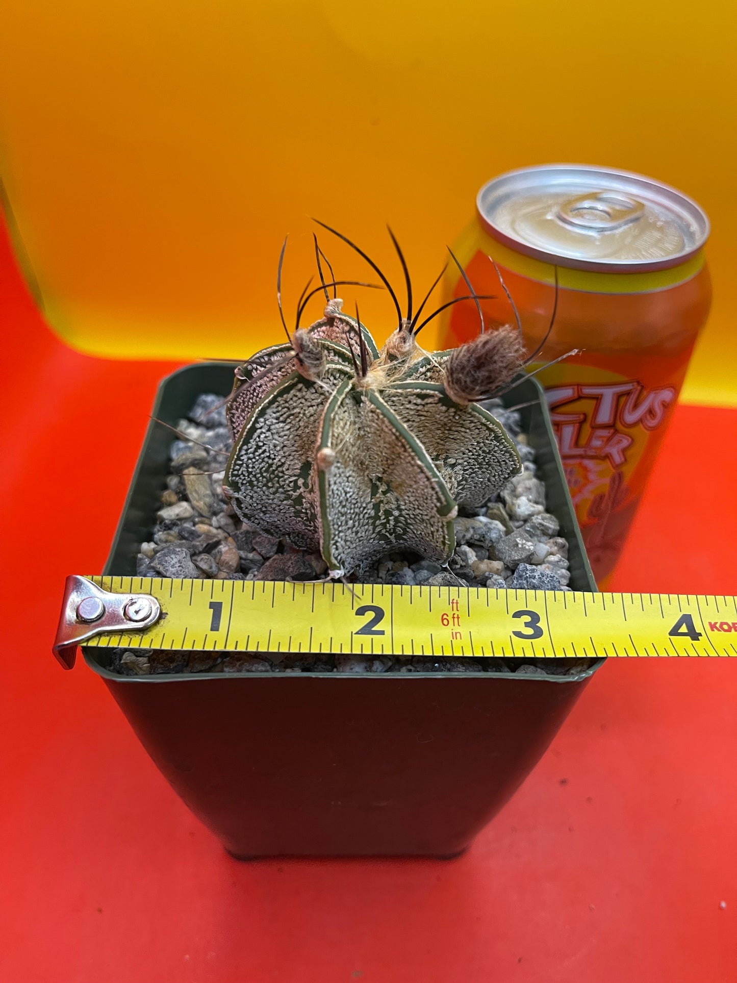 Flowering Astrophytum