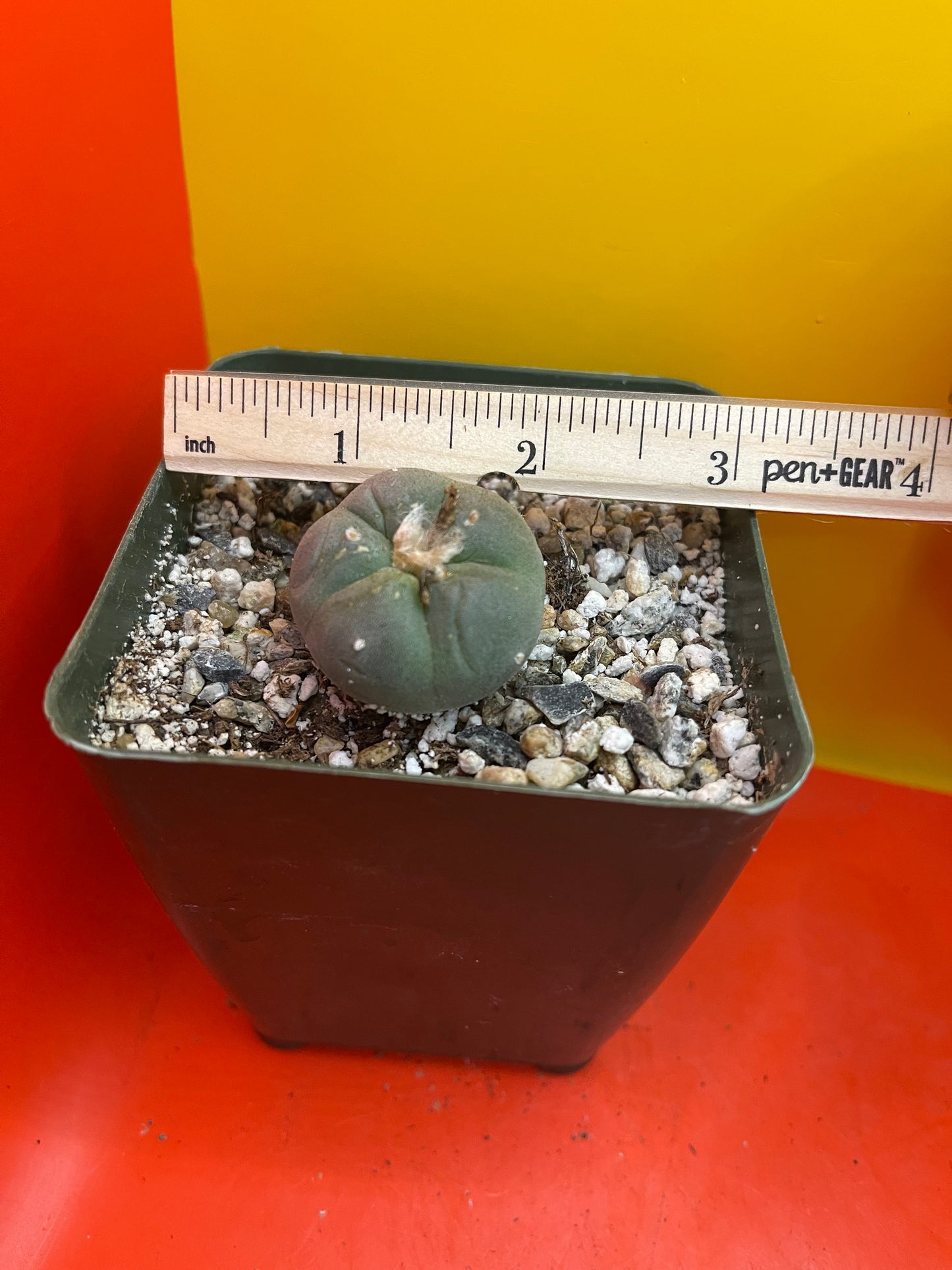 Flowering Cactus in a 4” tall pot