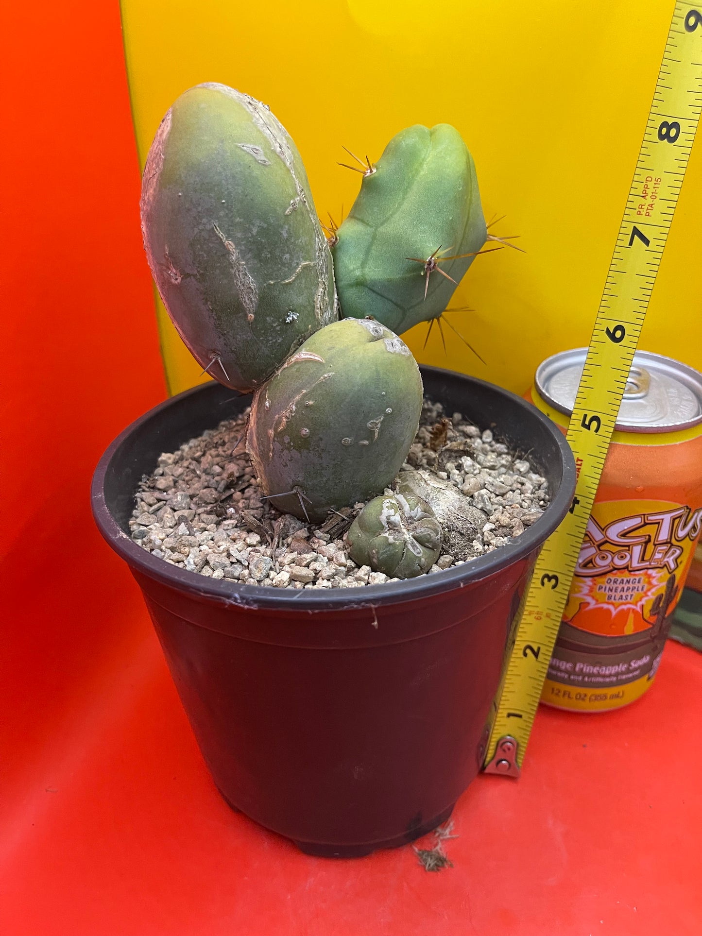 Tbm Cactus type B